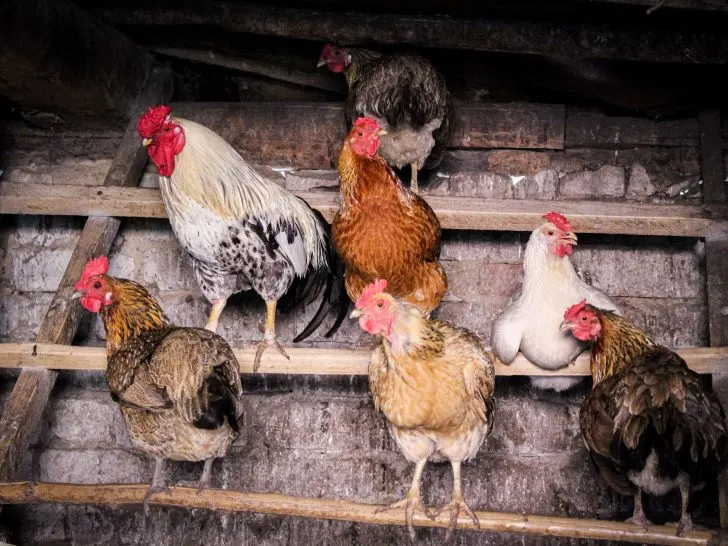 Chickens and Coffee: Exploring the Caffeine Conundrum