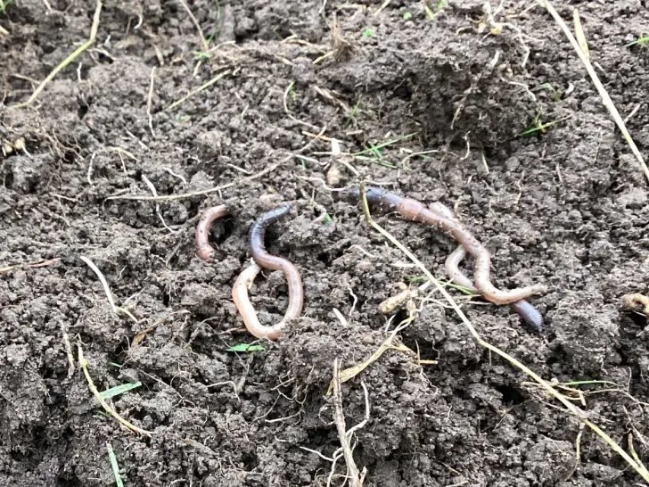 Should worms be added to the compost bin?