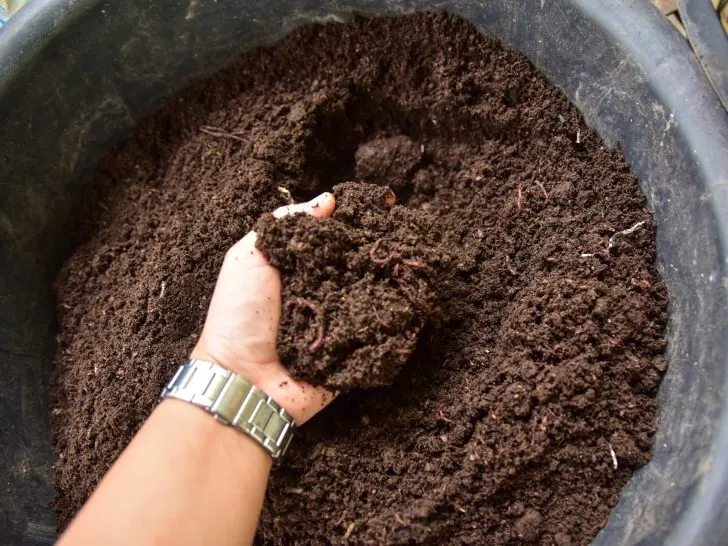 Green Gold: Crafting Potting Compost at Home