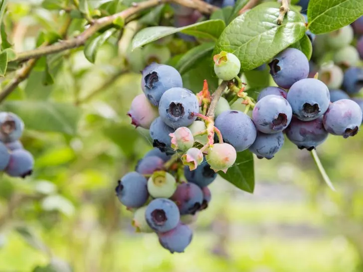 Blueberry Planting Season: Key Timelines & Tips