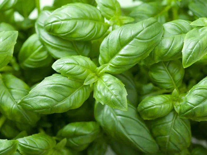 Savoring Summer: the Ultimate Guide to Harvesting and Storing Basil