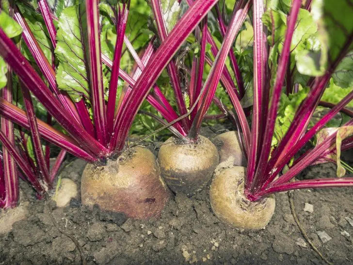 Unlocking the Power of Companion Plants for Beets: 8 of the Best Companions