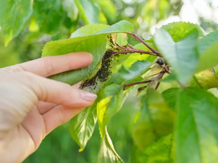 Unravelling the Mystery of Curly Leaves on Fruit Trees