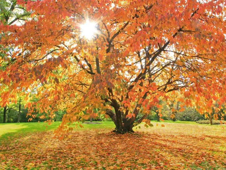 Unraveling the Mystery of Yellowing Leaves in Fruit Trees