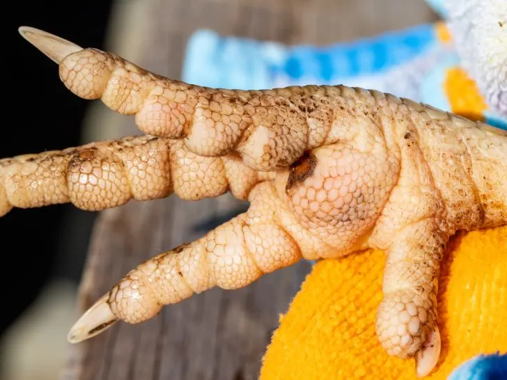 Soothing Steps: Treating Chicken Bumblefoot Naturally