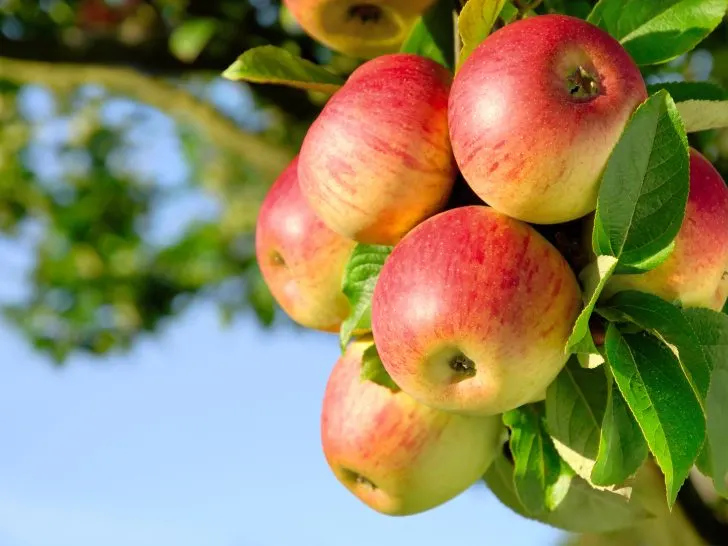 Apple Tree Companions: Maximizing Yield and Biodiversity in Your Garden