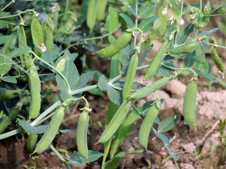 Cultivating Perfect Peas: A Step-by-Step Approach