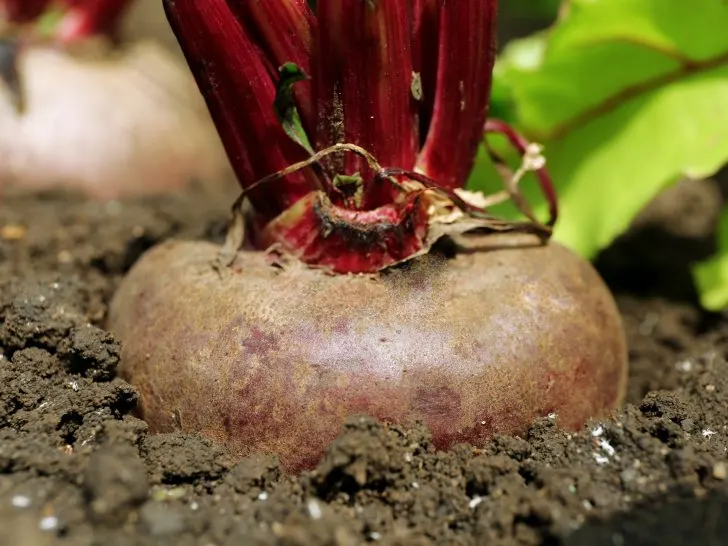 How to Grow Beetroot, A Step-by-Step Guide to Cultivating Joyful Roots