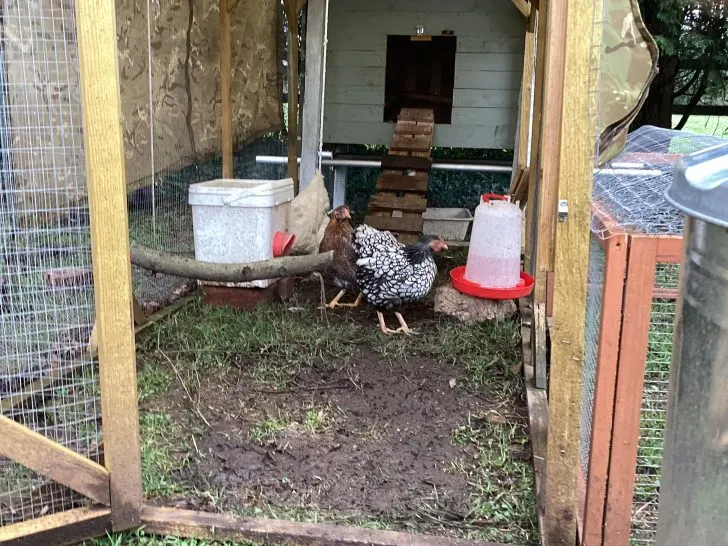 How to Make a Low Cost DIY Chicken Coop From Reused Materials