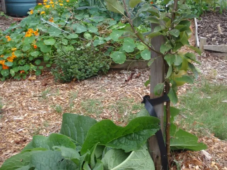 Nutrition Feeding Guide: When To Feed Nutrients To Plants?