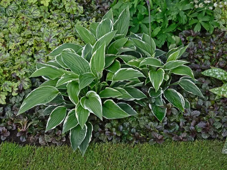 How Can I Stop Animals Eating My Hostas Plants?