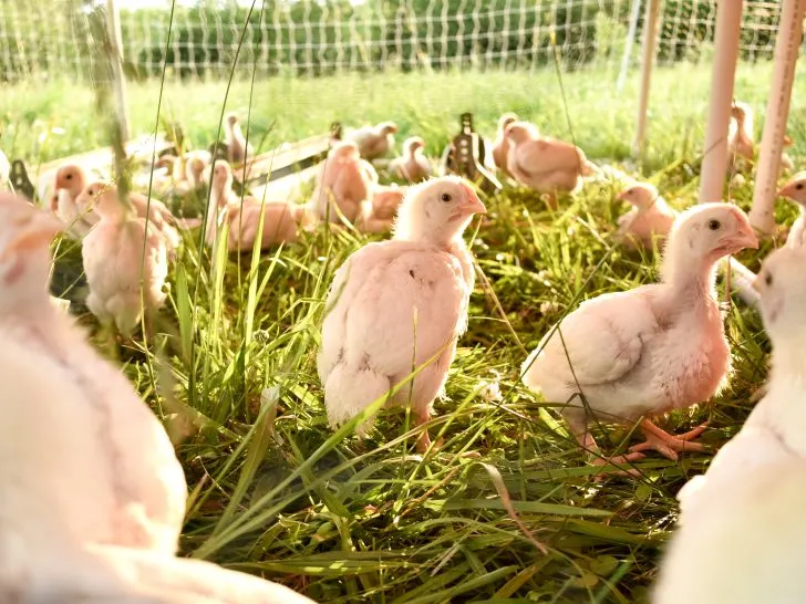 Poultry Pasture Diet Demystified