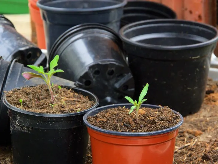 Can Tomato Plants Survive Winter? Exploring Overwintering Methods