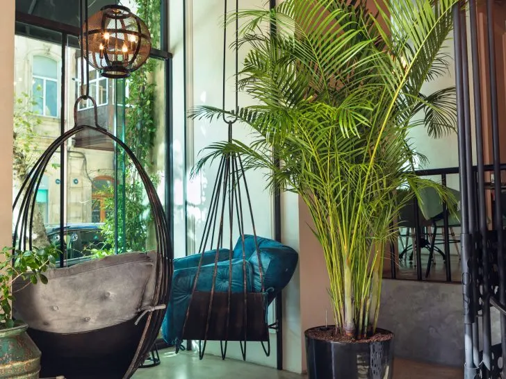 Should I Repot My Indoor Plants After Buying? A Guide for New Plant Parents