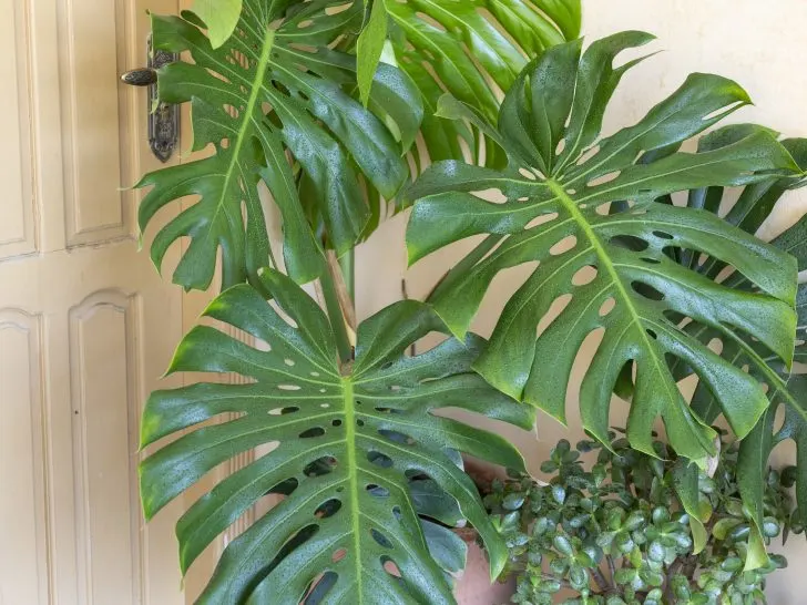 Can I Use Outdoor Soil for Indoor Plants? A Deep Dive into the Right Potting Mix