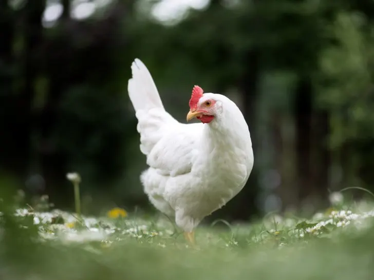 The Ultimate Guide to the Best Egg-Laying Chickens: Top 5 Best Egg Layers Chickens