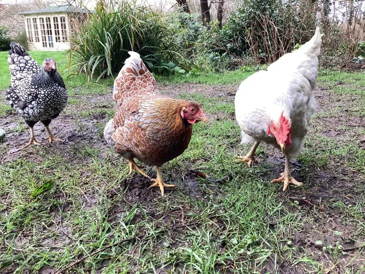 Chicken Grit: When to Give Chickens Grit?