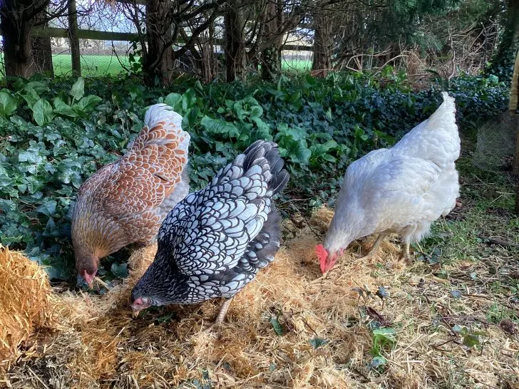 The Natural Benefits of diatomaceous earth for chickens