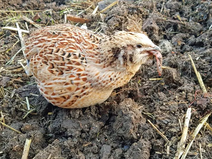 Can You Put Quail with Chickens? A Comprehensive Guide