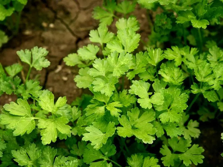 Best Companion Plants For Parsley: What To Plant Together