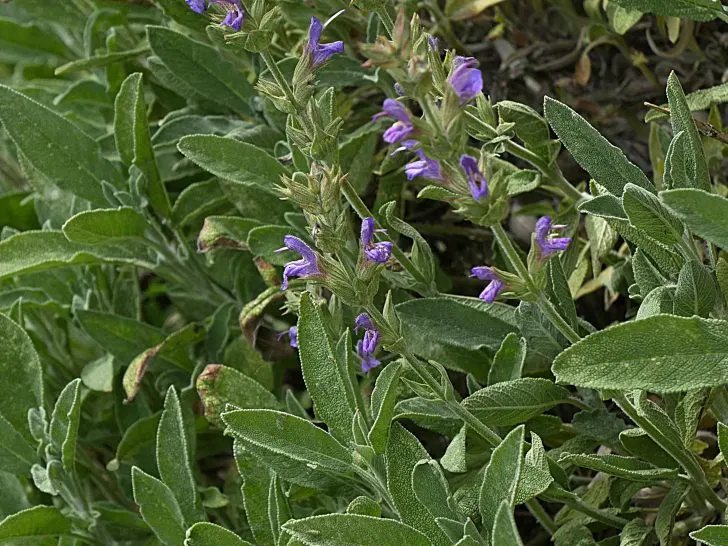 Companion Plants for Sage: 9 Great Plants to Boost Your Garden&rsquo;s Health