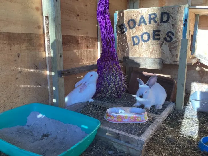 How Often Do Rabbits Eat: A Comprehensive Guide to Adult Rabbit Nutrition