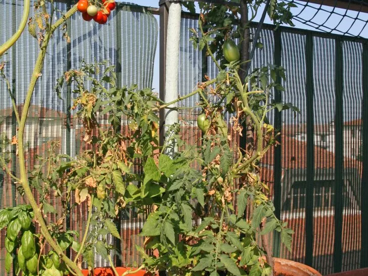 How To Stop Plants Falling Over: 3 Ways To Fix Them