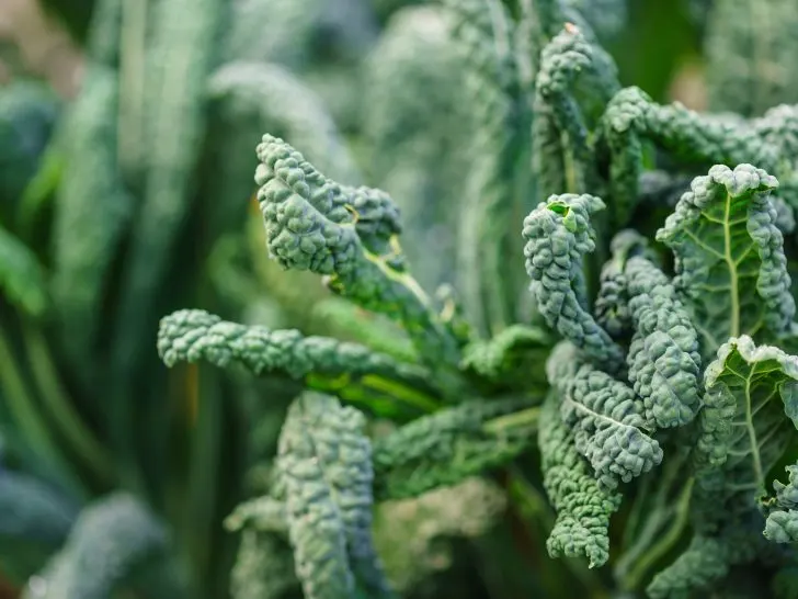 Kale: Tips, Tricks, Pros And Cons To Feed Your Chickens