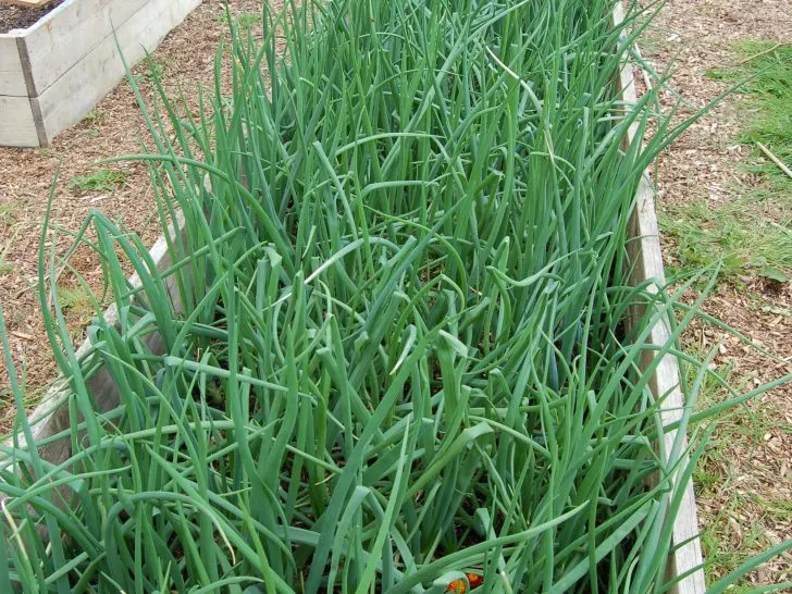 What is the best time to water, do plants drink at night?